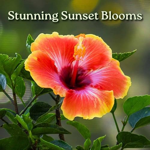 Fiesta Hibiscus Bush - Live Hibiscus Flowering Plant - Tropical Flower Plant - 1 Gallon Planter - Overall Height 10" to 14" - Tropical Plants of Florida - Image 2