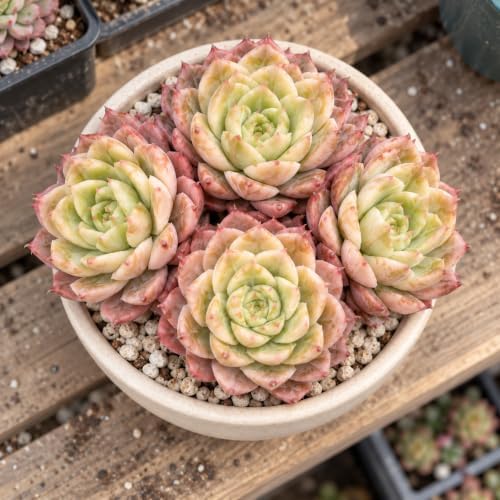 Echeveria 'Ben Badis' 3-3.5 Inch Clustered Bare Root Succulent Plant - Image 5