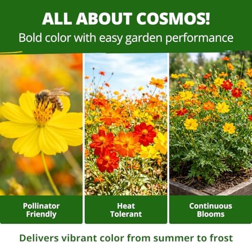HOME GROWN Bright Lights Cosmos Mix Seeds, 800 Seeds, Cosmos sulphureus - Image 5