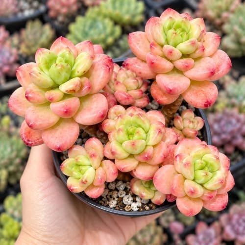 Sedeveria 'Shangri La' Live Succulent Plant 3-3.5", Bare Root, No Pot or Soil, Easy Care Hybrid Succulent for Decorative Containers, Indoor Displays, Rock Gardens & Plant Collections - Image 7
