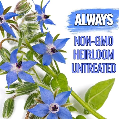 Seed Needs Borage Seeds to Plant an Herb Garden - 1 Pack - Image 5