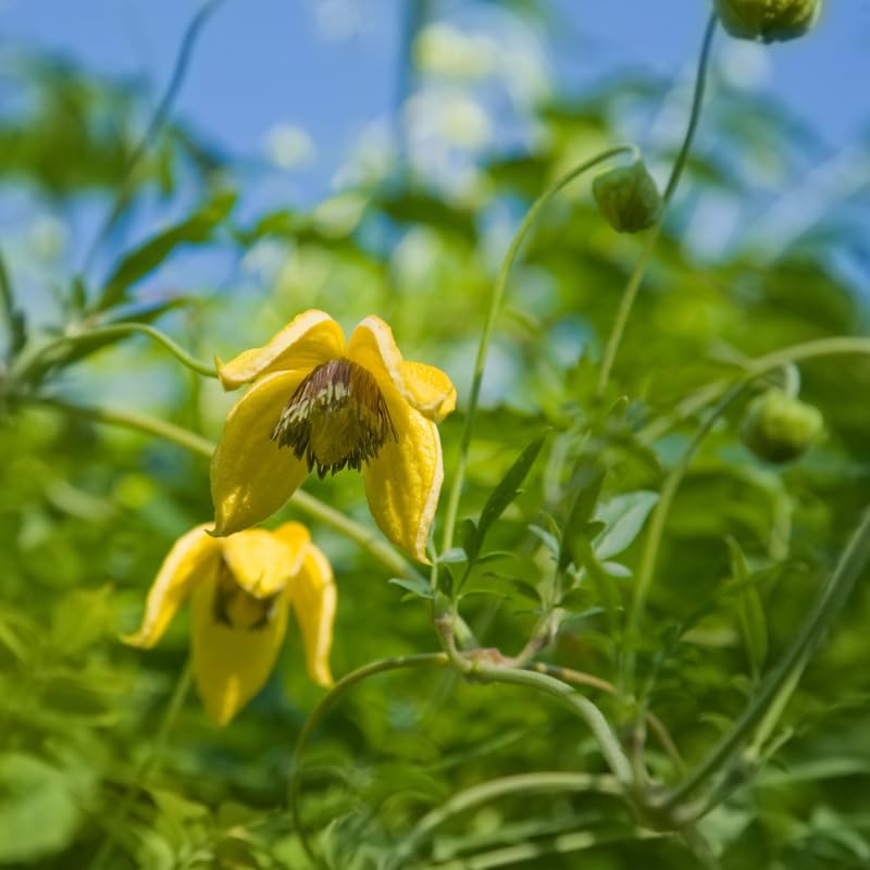 Yellow Clematis Vine Plant, Clematis Vine Plants Live in 2.5 Inch Pot - Image 3