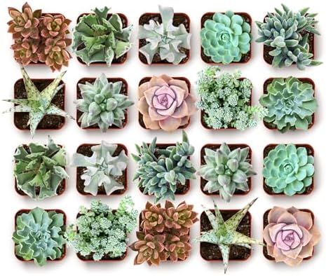 Shop Succulents Coastal Succulent Bulk Plant Pack Collection – Live Mini Succulent Plants, Ocean-Inspired Colors & Textures, Low Maintenance Houseplants – Beach Decor, Gifts & Garden, 2" Pots by ShopSucculents
