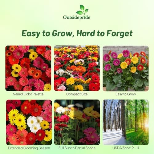 Outsidepride Colorbloom Mix Gerbera Seeds - 10 Pcs Perennial, Compact & Low Maintenance, Flower Seeds for Planting w/Vibrant Mixed Blooms, Ideal for Garden Landscaping & Cut Flower Arrangements - Image 2