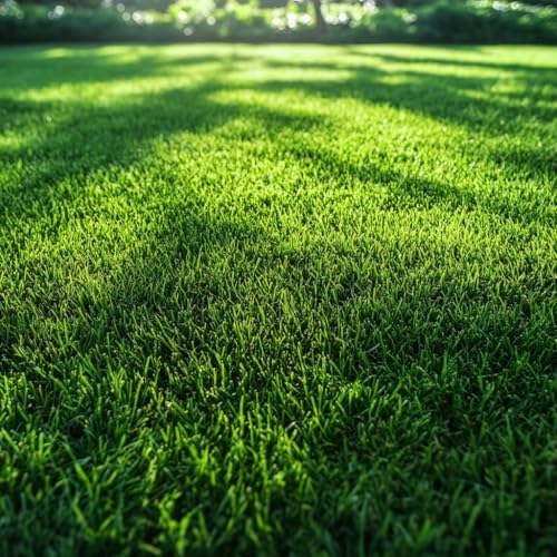 Zoysia Emerald Grass Seeds, Dense, Low-Maintenance, Drought-Tolerant Warm Season Lawn Grass, Soft Texture, Slow Growth, Full Sun Ground Cover for Home Yard or Garden Turf – 1/8 lb Pack - Image 4