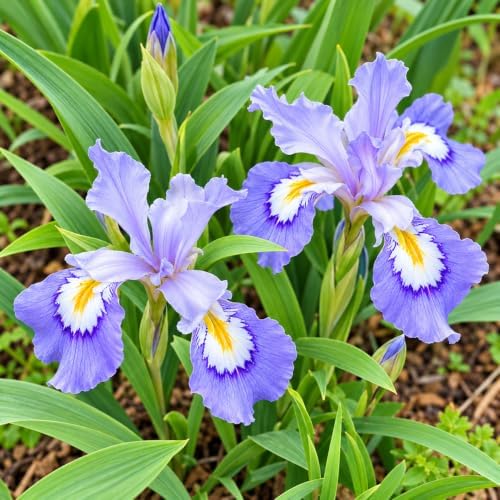 5 Dwarf Crested Iris Flowers - Rhizomes/Roots - Live Plants - Image 6