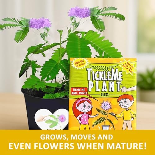 Seeds (2-Pack) – Touch-Sensitive Plant that Closes Leaves When Touched – Easy Indoor House Plant Seeds – Fun Educational Activity for Kids & Adults - Image 6