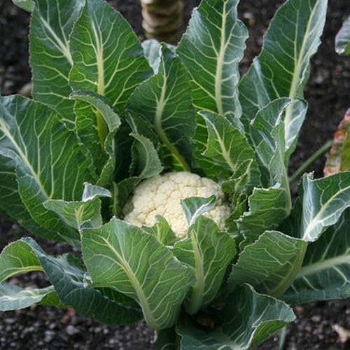 Bmore Spicy Cauliflower (Brassica oleracea) Seeds, Non-GMO Heirloom for Planting, 1000 Fresh Seeds for Indoor and Outdoor Gardening – A Garden Staple for Cool Seasons - Image 7