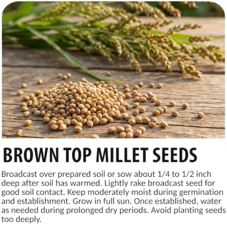 200 Brown Top Millet Seeds | Warm Season Grass Seeds for Planting - Image 6