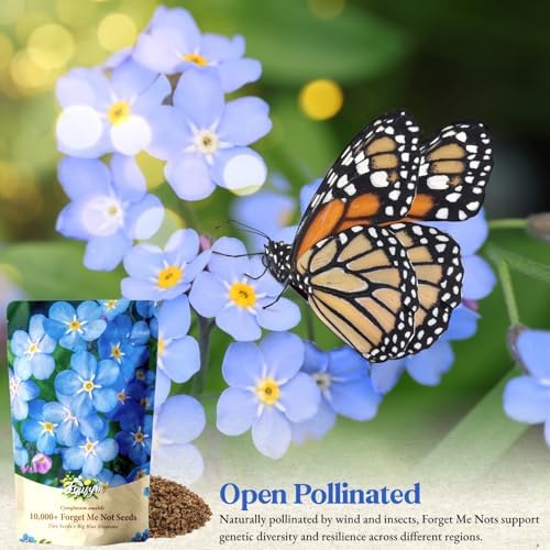 10,000+ Forget-Me-Not Seeds, Blue Cynoglossum amabile Flower for Planting - Image 3