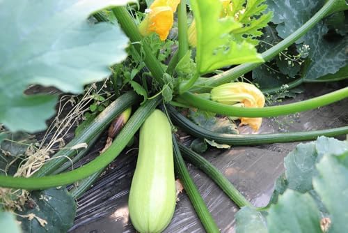 30+ Squash Zucchini Seeds Non-GMO Summer Squash Cucurbita Pepo Mexican Grey Squash Heirloom Vegetable - Image 3