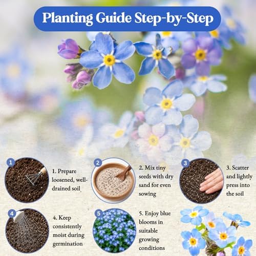 10,000+ Forget-Me-Not Seeds, Blue Cynoglossum amabile Flower for Planting - Image 5