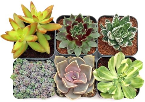 Mountain Crest Gardens Ultimate Succulent Variety Pack - 6 Unique Live Plants, Rooted in 2 inch Pots - Indoor/Outdoor Real Succulents for Garden Decor, Favors, DIY Arrangements - Image 2
