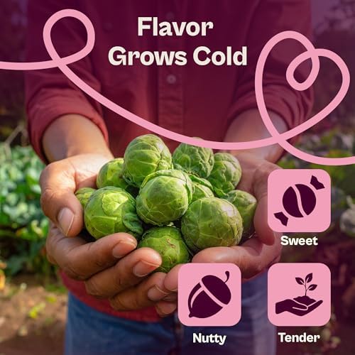 SVI 850 Long Island Brussels Sprouts Seeds (Brassica Oleracea) – Brussel Sprouts Seed Packets, Heirloom Brussel Sprout – Cold Hardy Vegetable Seeds Home Garden, Outdoor Beds, Containers - Image 4