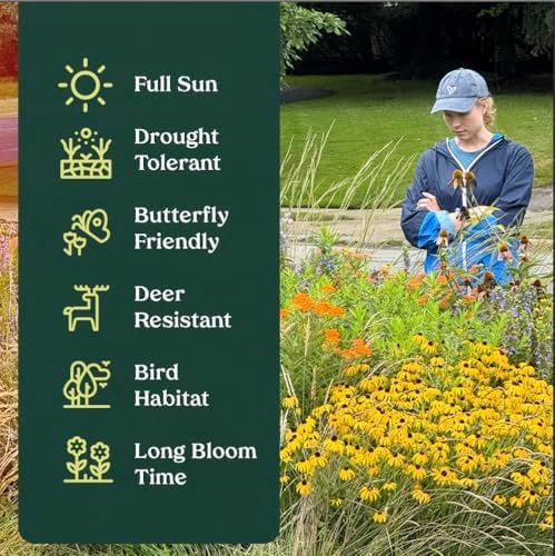 Smooth Beardtongue 32 Live Plants (Penstemon laevigatus) – Native Perennial Wildflower for Pollinator Gardens, Attracts Bees & Hummingbirds, Low Maintenance, Partial to Full Sun Landscaping Plant - Image 6