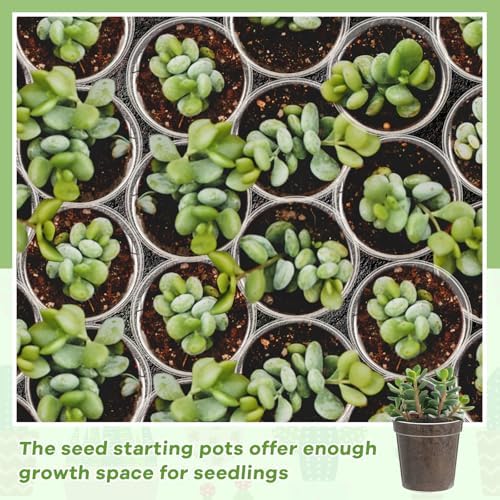 Yaomiao 80 Pcs 3 Inch Clear Nursery Pots with Drainage Holes - Image 6