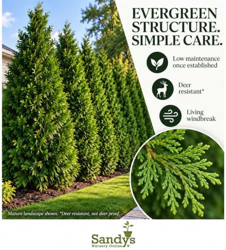 Thuja Evergreen Shrub, Green Giant Arborvitae, Quart Pot - Image 5