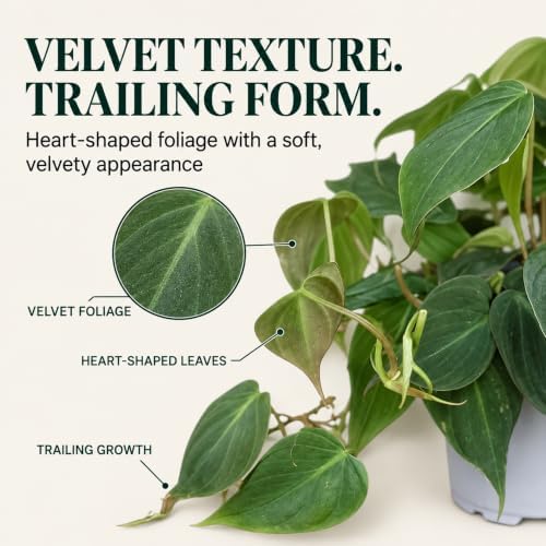 Philodendron Micans Live Plant - Rare Velvet Leaf Trailing Houseplant - Image 2