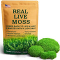 LuckyRunes Live Leucobryum Moss 2-Pack 3.5x7in for Terrariums & Bonsai by LUCKYRUNES