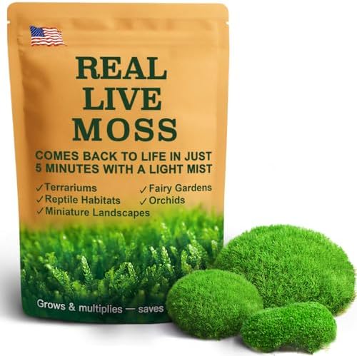 LuckyRunes Live Leucobryum Moss 2-Pack 3.5x7in for Terrariums & Bonsai by LUCKYRUNES