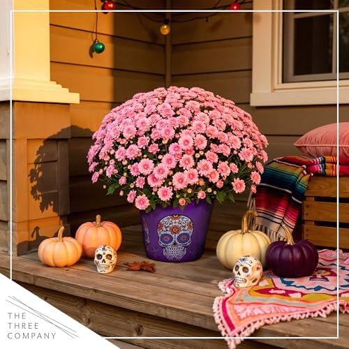 Chrysanthemum (Purple Skull Deco Pot), Pink Blooms, Live Fall Flowering Perennial, 15" Tall by 12" Wide in 3 Qt Pot - Image 7
