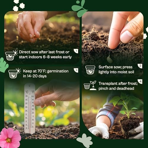 1500 SVI Painted Daisy Seeds (Chrysanthemum Carinatum) – Daisy Seed Packets Bulk, Chrysanthemum Flowers Seed Mix Wildflowers – Annual Cut Flower Seeds for Outdoor Garden, Flower Garden, Containers - Image 5