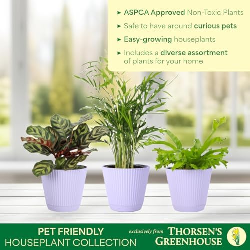 Live Pet Safe Houseplants (3 Pack), Grower's Choice Bundle, 4" Pots - Image 3
