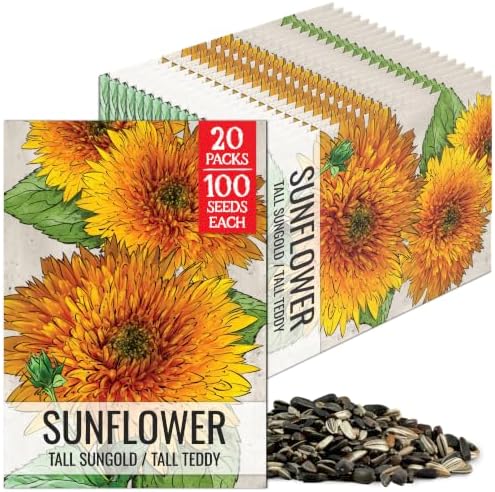 Seed Needs Tall Teddy Sunflower Seeds to Plant Cut Flowers - 20 Packs by SeedNeeds
