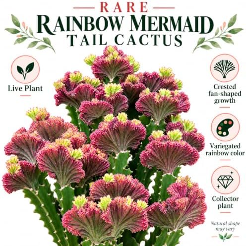 Rainbow Mermaid Tail Cactus Live Plant, Rare Crested Variegated Cactus - Image 2
