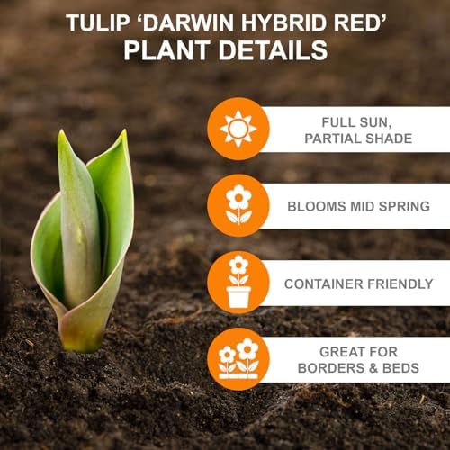 Garden State Bulb Darwin Hybrid Red Impression Tulip Bulbs, 12/+ cm (Bag of 25) - Image 2