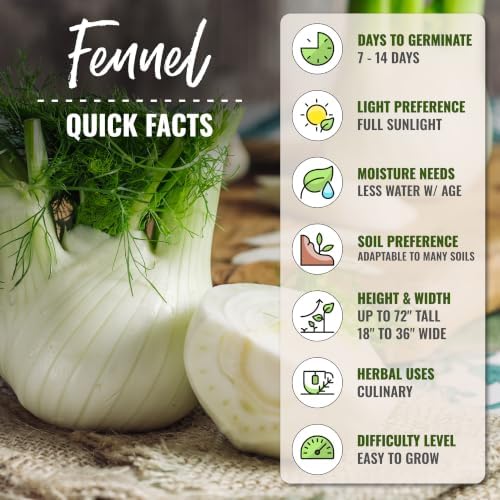 Seed Needs Florence Fennel Seeds to Plant an Herb Garden - 2 Packs - Image 4