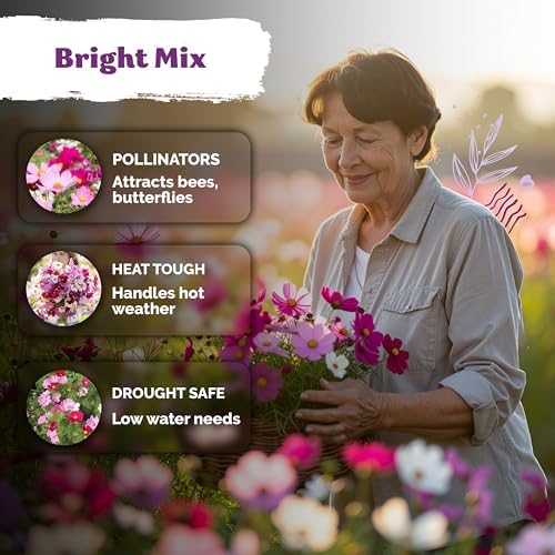 3,000 Mix Sensation Cosmos Heirloom Flower Seeds, Cosmos Bipinnatus - Image 4