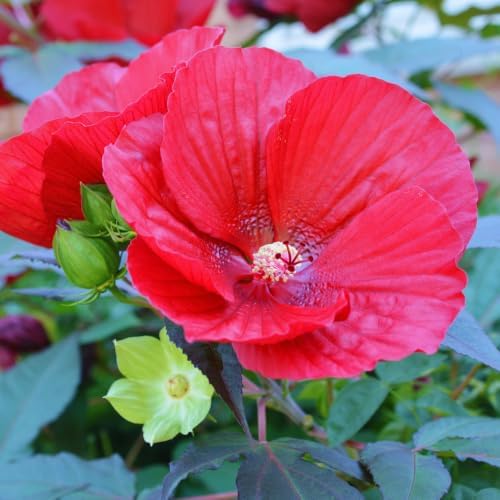 2 Red Hibiscus Flower Live Plants, Blooming Garden Shrub, 4-6 Inch Tall - Image 4