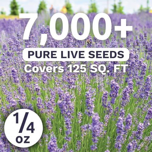 Lavender - Large 1/4 Ounce Packet - 7,000 Flower Seeds for Planting - Lavandula angustifolia - Image 2