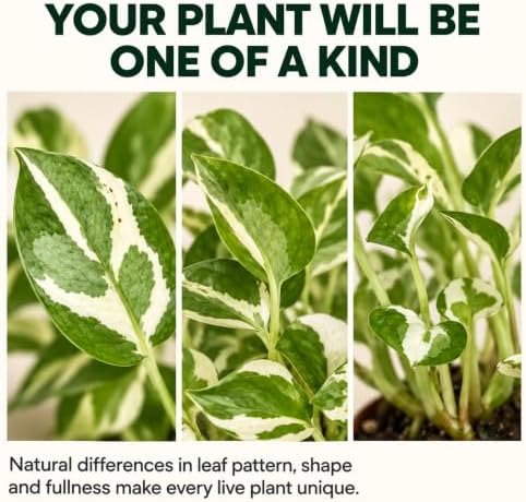 Pothos N'Joy Live Vining Plant - Variegated Indoor Houseplant - Image 5