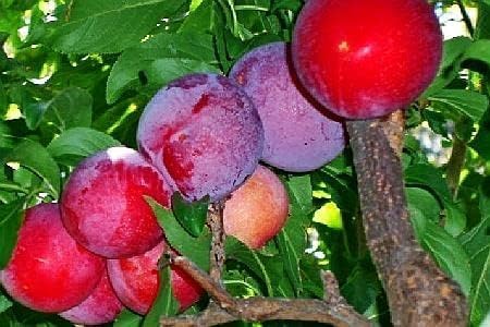 Red June Plum - Live Fruit Tree Shipped 1 to 2 Feet Tall by DAS Farms by DASFarms
