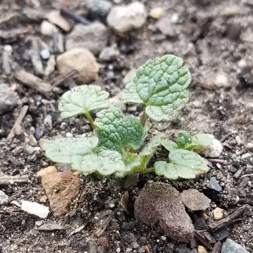 Seed Needs Horehound Seeds to Plant an Herb Garden - 1 Pack - Image 7