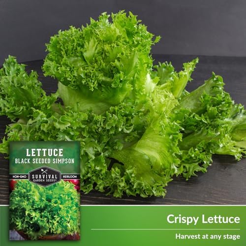 Black Seeded Simpson Lettuce Seeds – Survival Garden Seeds (2 Packs) - Image 4