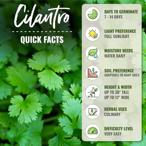 Seed Needs Slow Bolt Cilantro Seeds to Plant an Herb Garden - 5 Packs - Image 4