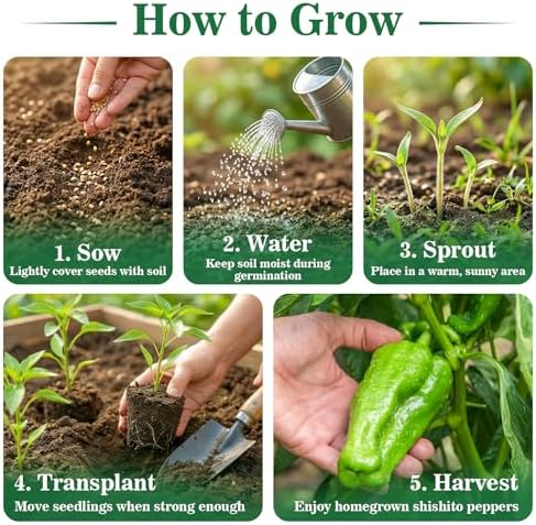 300+ Japanese Shishito Pepper Seeds for Planting, High Germination - Image 5