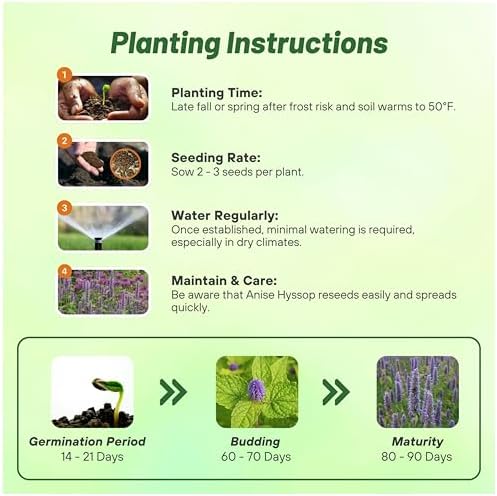Outsidepride Purple Anise Hyssop Seeds for Planting - 10000 Pcs Perennial Herb Garden Seeds with Fragrant Blooms Attractive to Pollinators, for Small Gardens, Containers, & Xeriscaping - Image 4
