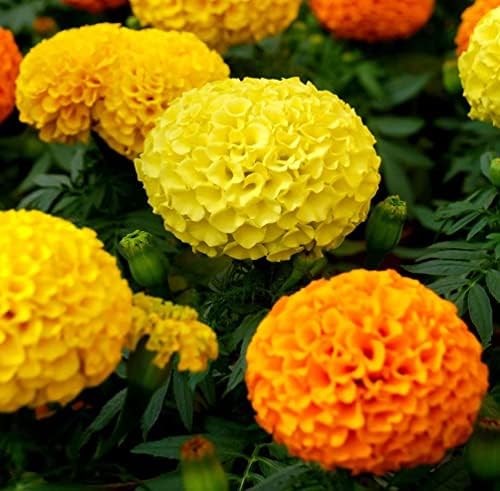 200 Pcs Mixed Marigold Seeds Flower to Plant Bonsai Home Decor - Image 2