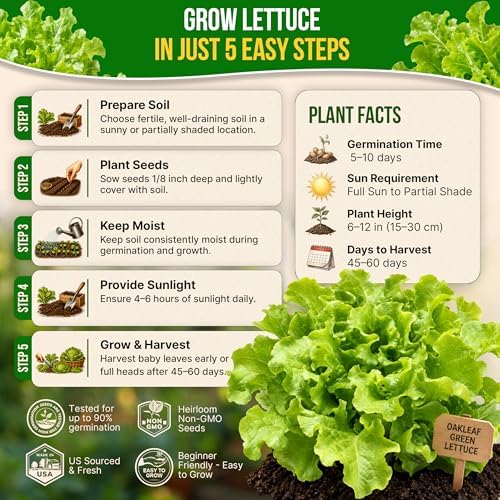 Lettuce Oakleaf Seeds Pack 1 G - Over 800 Non-GMO Heirloom Lettuce Seeds for Planting Greens in Individual Seed Packet, Greens Seeds for Planting Home Garden Indoor & Outdoor Gardening - Image 6