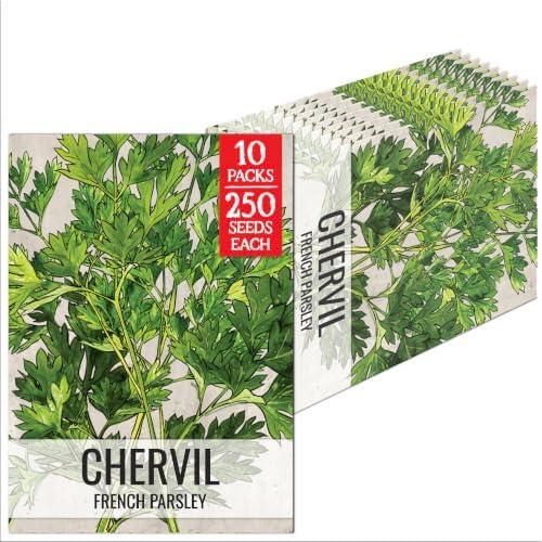 Seed Needs Chervil Seeds to Plant an Herb Garden - 10 Packs by SeedNeeds