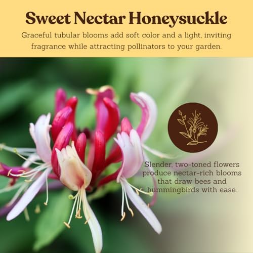 Purple Honeysuckle Plant Live, Fragrant Lonicera Japonica, 2in Pot, 5-Pack - Image 7