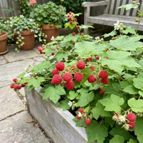 Live Thimbleberry Plant, Berry Plant, 4-6 Inch Tall, 5 Inch Pot - Image 2