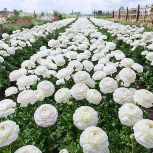 25 White Ranunculus Bulbs for Fall Planting, Ranunculus Flower Spring - Image 3