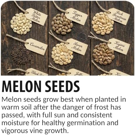20 Rich Sweetness Melon Seeds | Miniature Striped Melon Seeds for Planting - Image 5