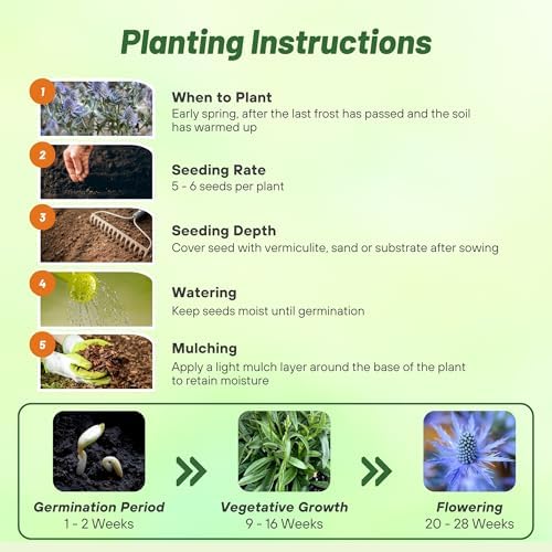 Outsidepride Silver Blue Sea Holly Seeds for Planting - 10000 Pcs Perennial Drought-Tolerant Eryngium Cut Flower Garden Seeds for Floral Arrangements, Pollinator & Low Water Gardens - Image 4