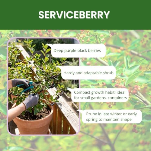 Serviceberry Tree Live, Well-Rooted Berry Plant, Dormant, 5-9 Inch Tall - Image 3